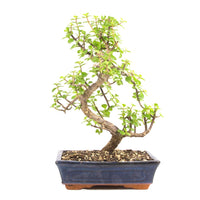 Speckbaum 'Portulacaria afra'