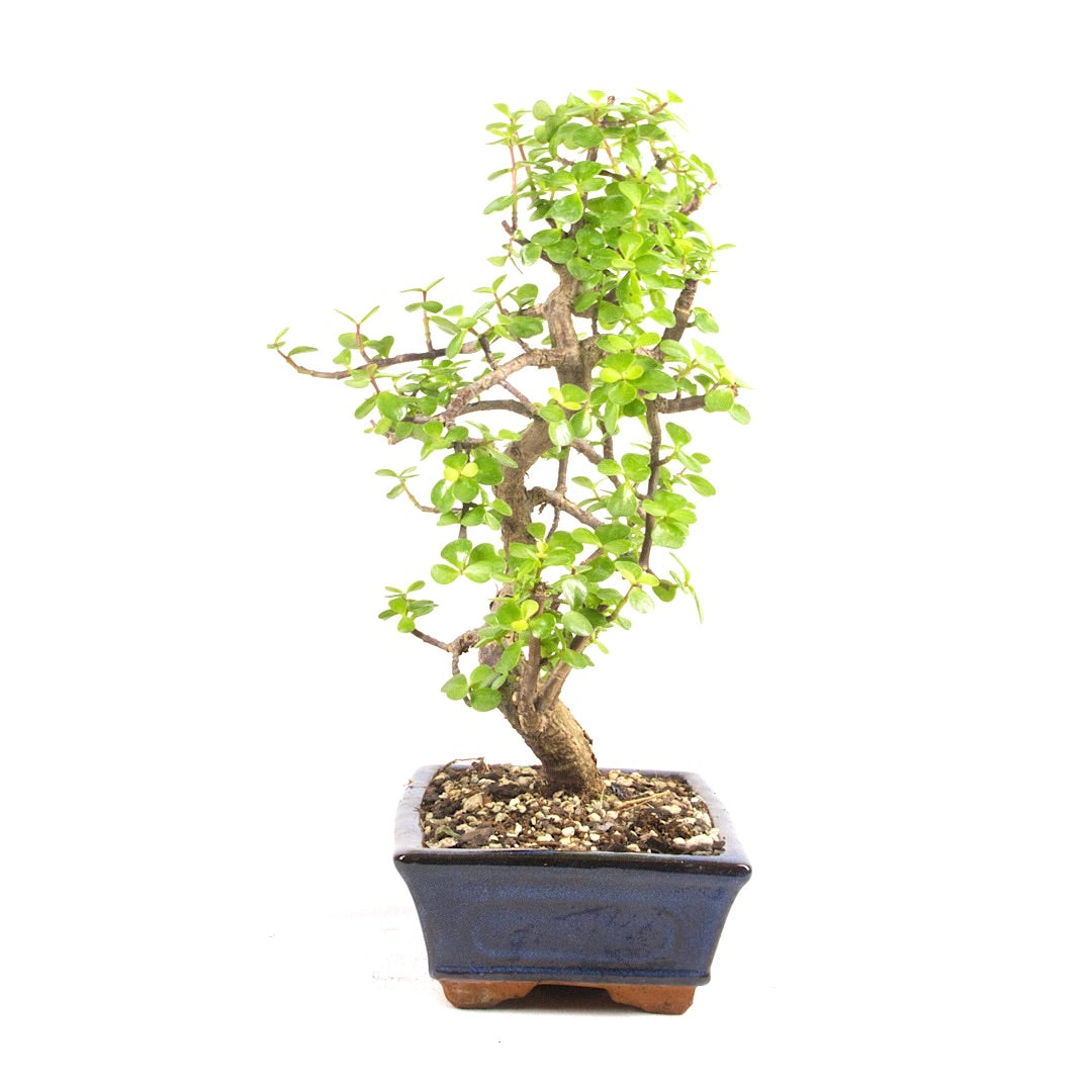 Speckbaum 'Portulacaria afra'
