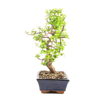 Speckbaum 'Portulacaria afra'