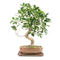 Chinesische Feige 'Ficus Retusa'