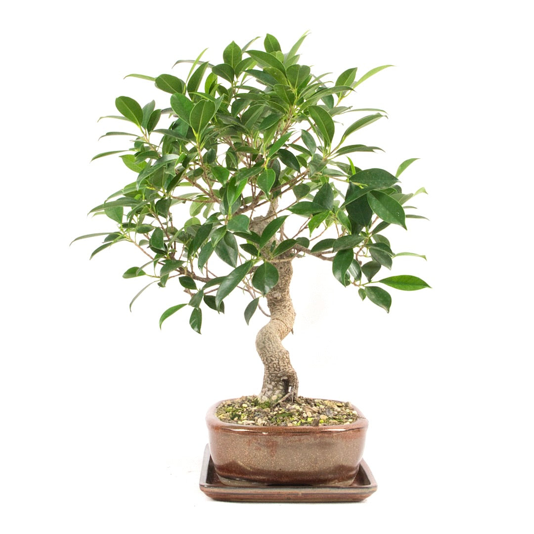 Chinesische Feige 'Ficus Retusa'