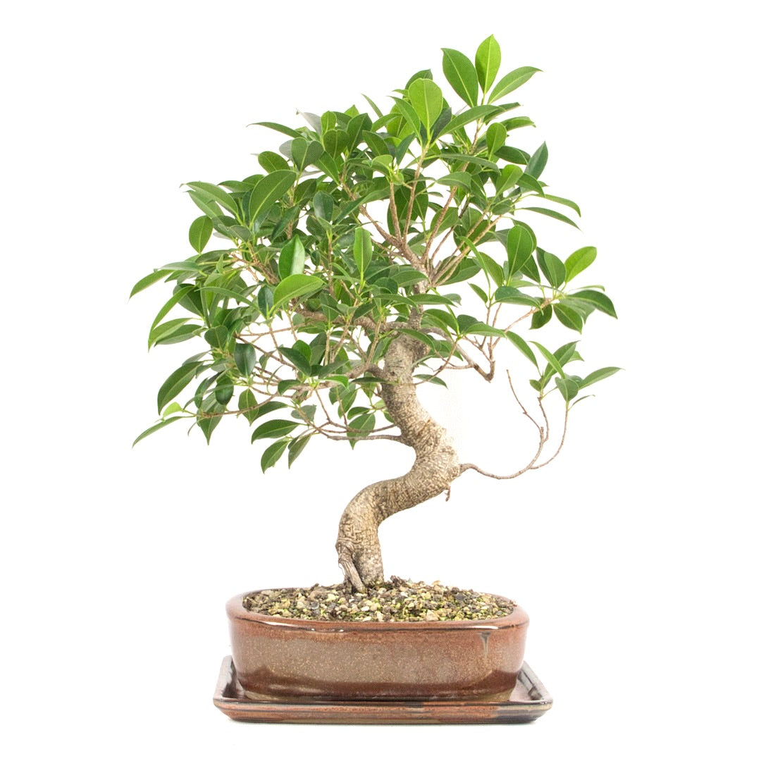 Chinesische Feige 'Ficus Retusa'
