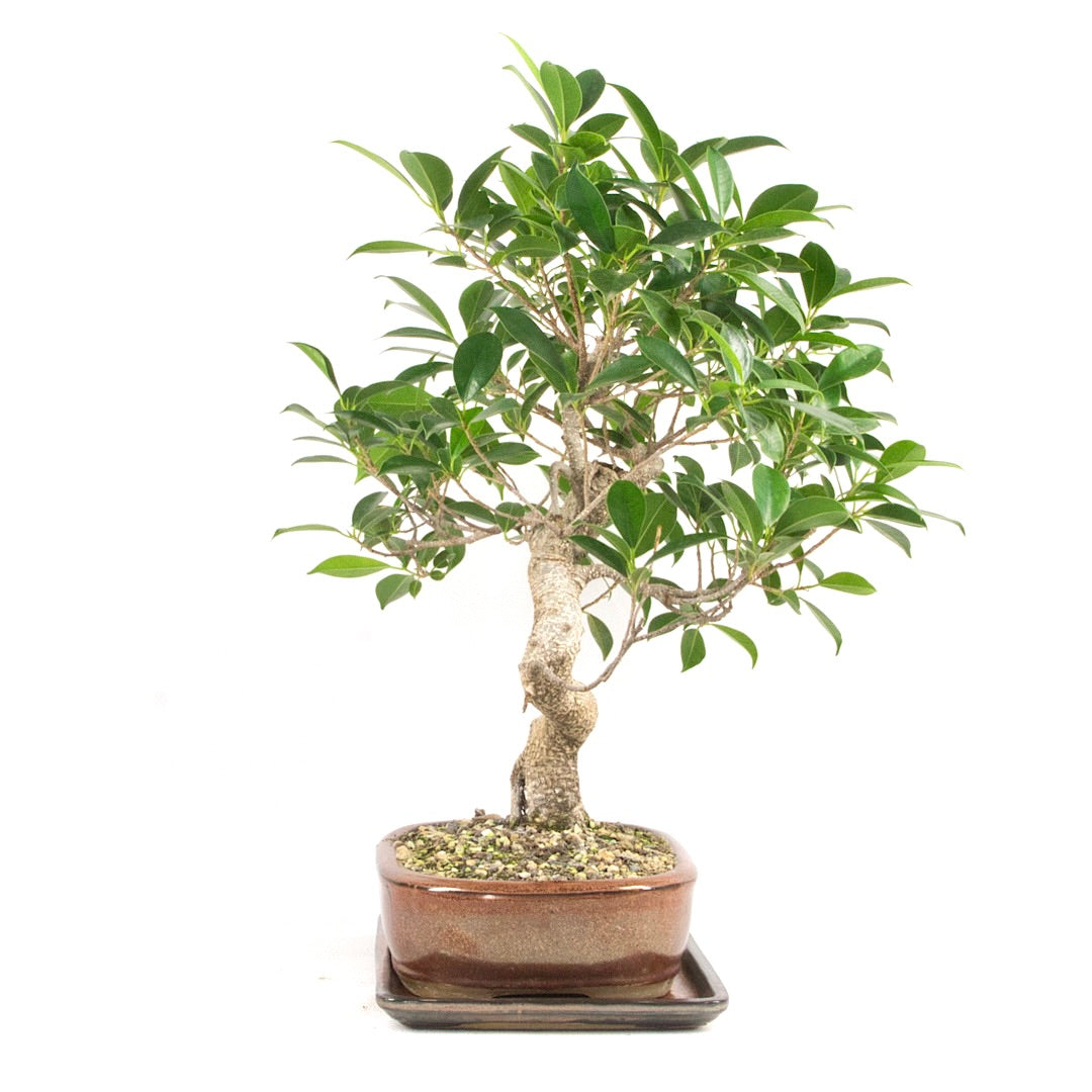 Chinesische Feige 'Ficus Retusa'