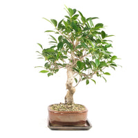 Chinesische Feige 'Ficus Retusa'