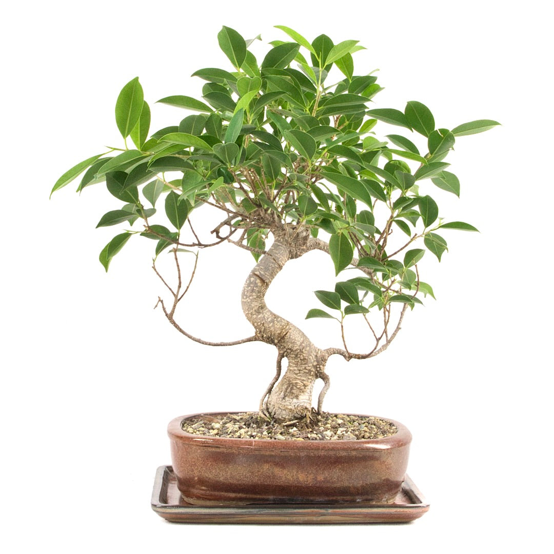 Chinesische Feige 'Ficus Retusa'