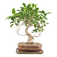 Chinesische Feige 'Ficus Retusa'