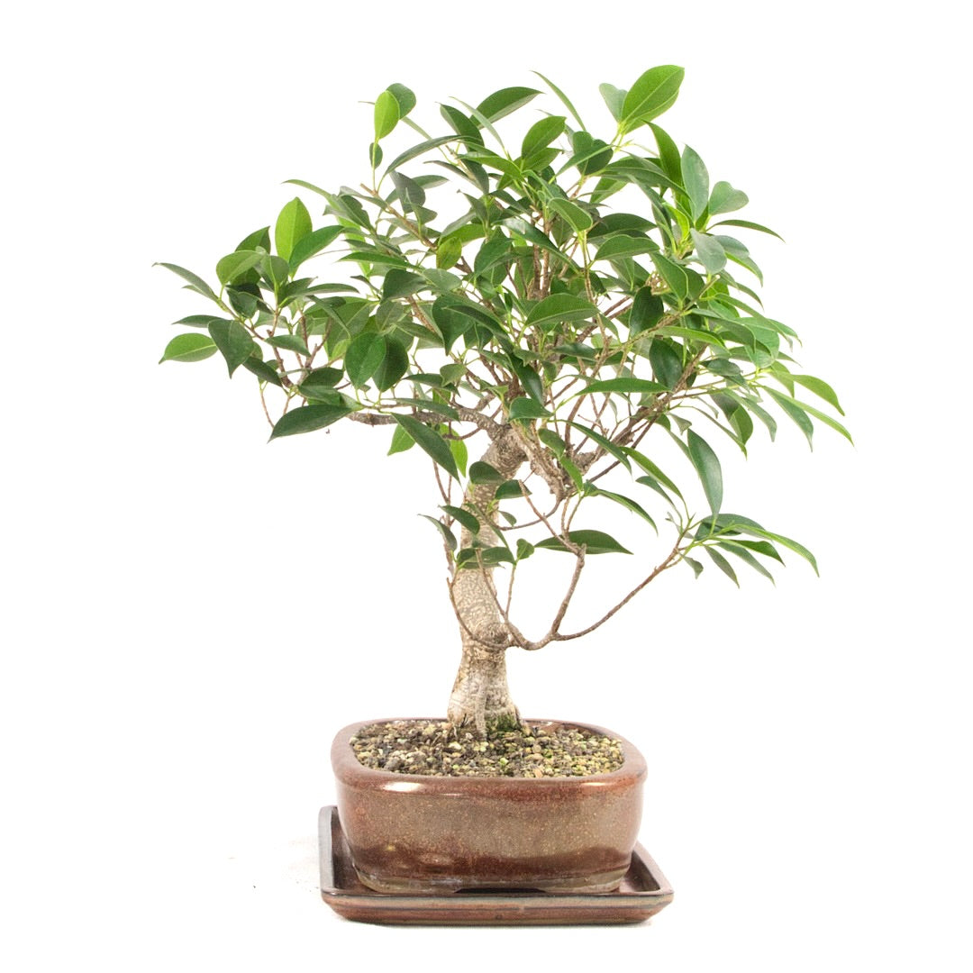 Chinesische Feige 'Ficus Retusa'