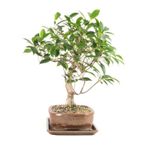 Chinesische Feige 'Ficus Retusa'