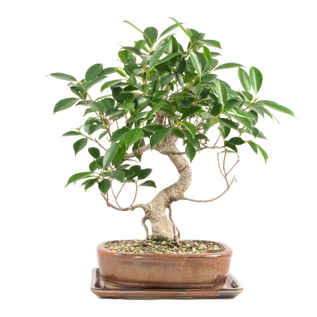 Chinesische Feige 'Ficus Retusa'