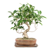 Chinesische Feige 'Ficus Retusa'
