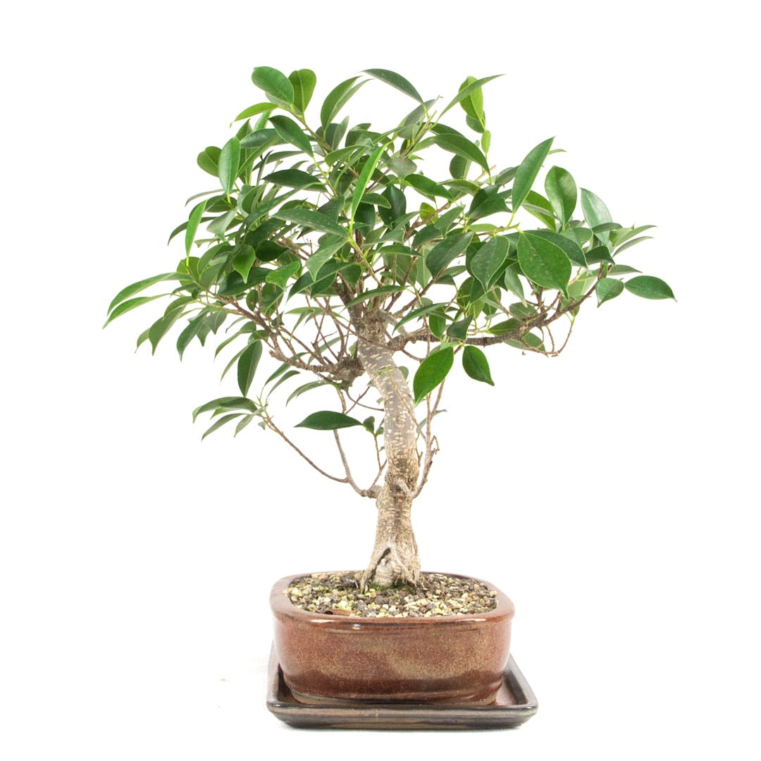 Chinesische Feige 'Ficus Retusa'