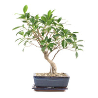 Chinesische Feige 'Ficus Retusa'