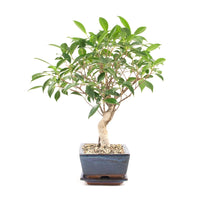Chinesische Feige 'Ficus Retusa'