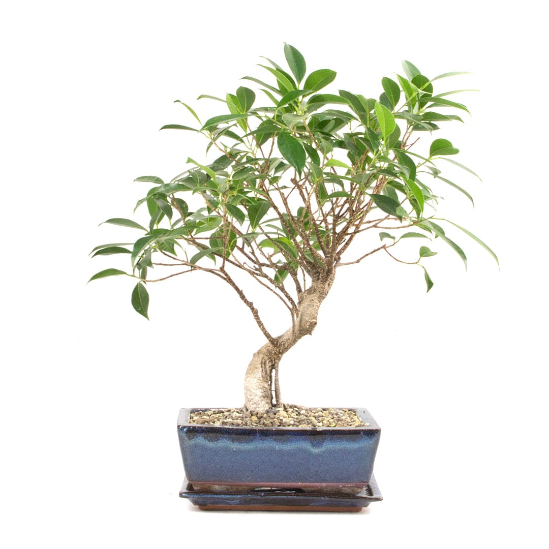Chinesische Feige 'Ficus Retusa'