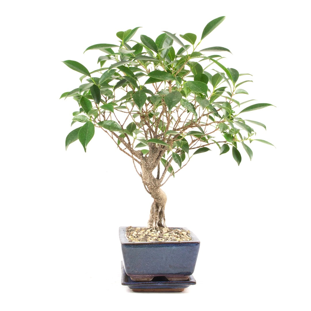 Chinesische Feige 'Ficus Retusa'