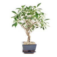 Chinesische Feige 'Ficus Retusa'