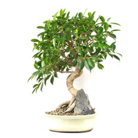 Chinesische Feige 'Ficus Retusa'