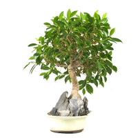 Chinesische Feige 'Ficus Retusa'