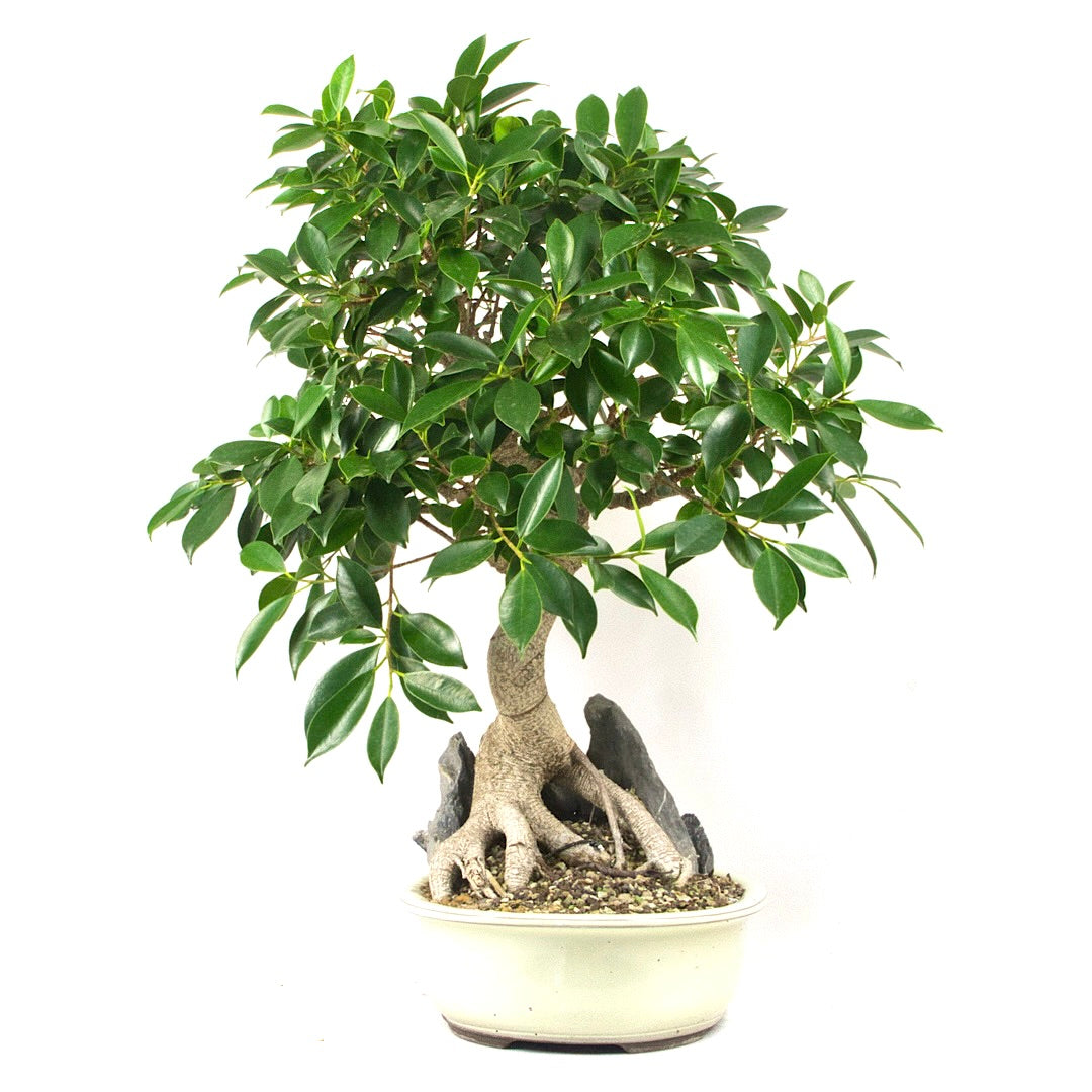 Chinesische Feige 'Ficus Retusa'