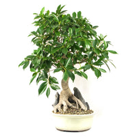 Chinesische Feige 'Ficus Retusa'