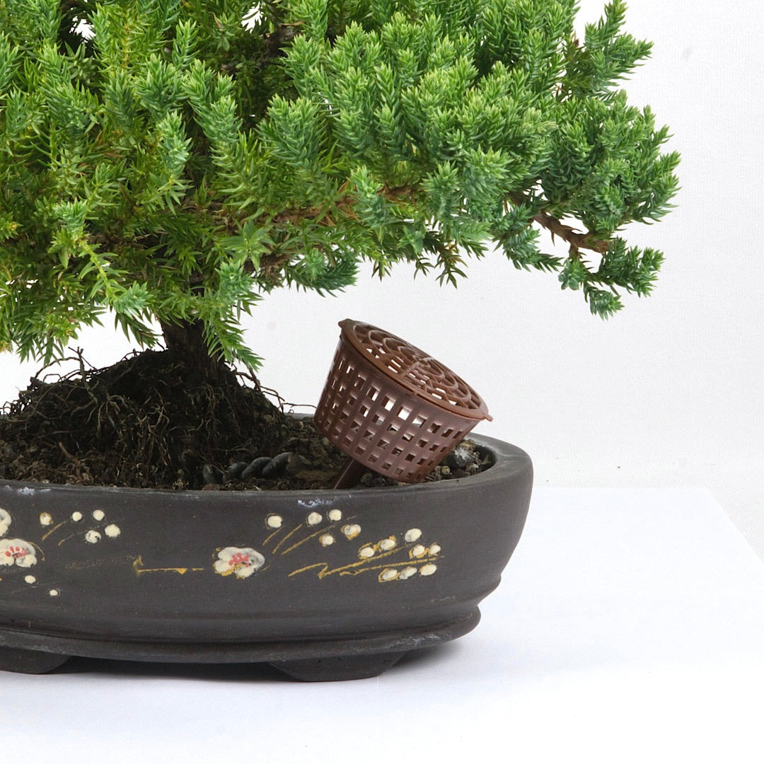 Bonsai-Düngerkörbchen mit Deckel – 4,5 cm, 10 Stück