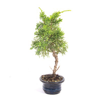 Chinesischer Wacholder 'Juniperus chinensis kyushu'