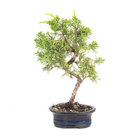 Chinesischer Wacholder 'Juniperus chinensis kyushu'