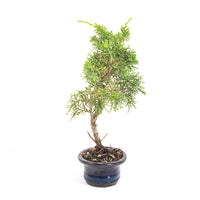 Chinesischer Wacholder 'Juniperus chinensis kyushu'