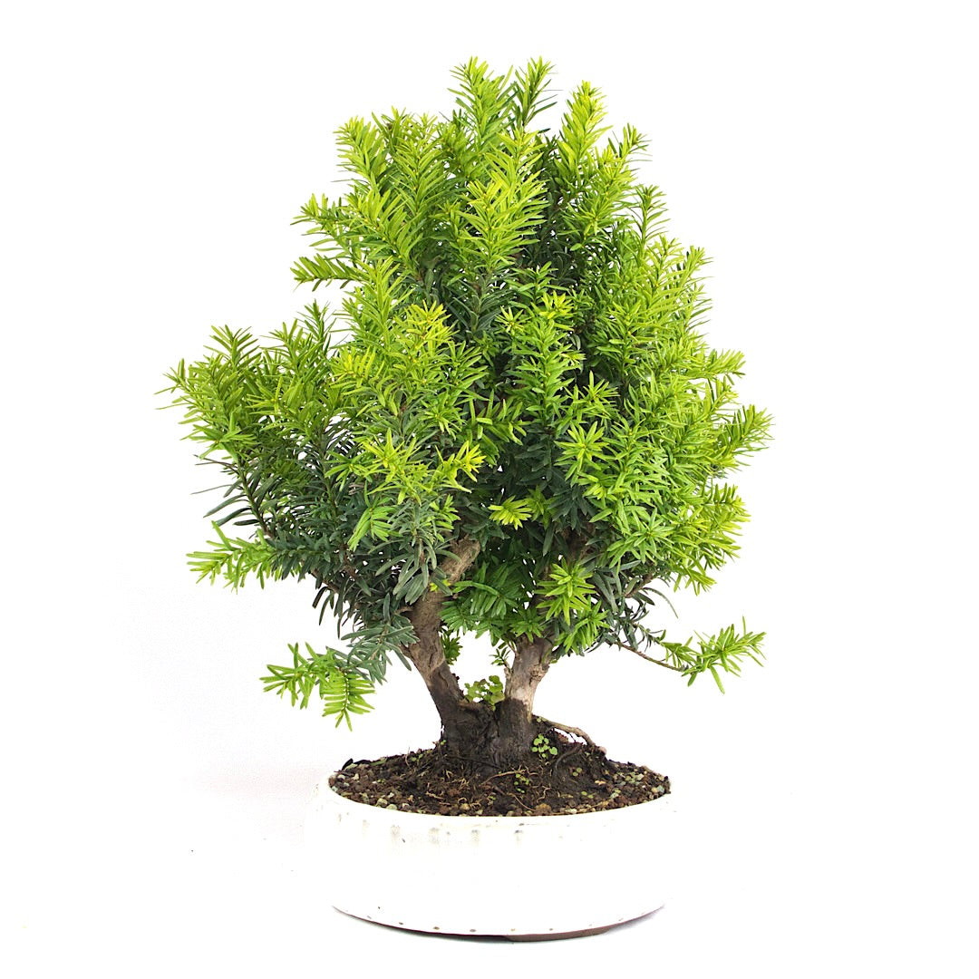Eibe Hybrid 'Taxus media'