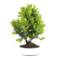 Eibe Hybrid 'Taxus media'