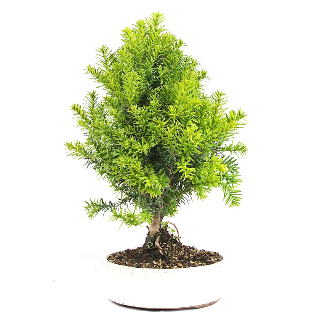 Eibe Hybrid 'Taxus media'