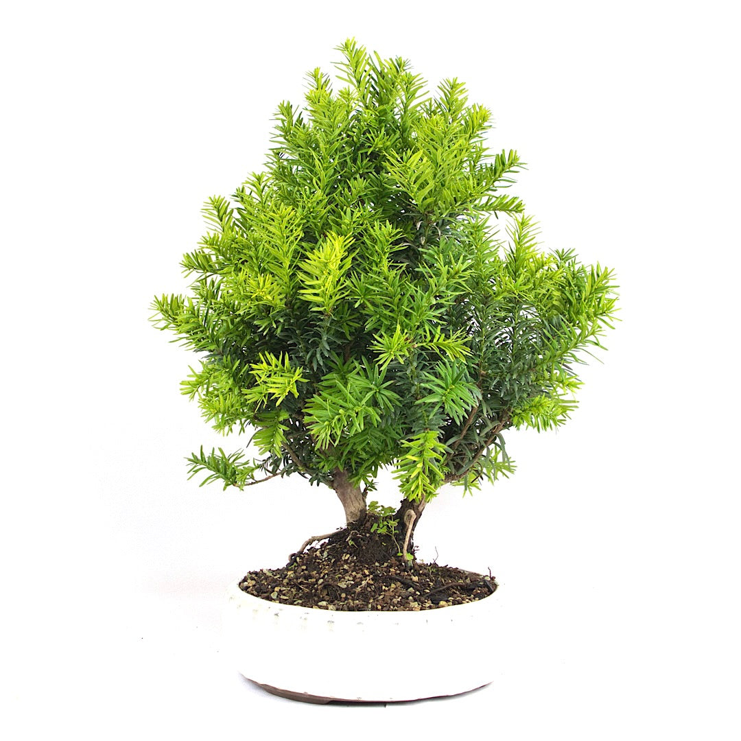 Eibe Hybrid 'Taxus media'