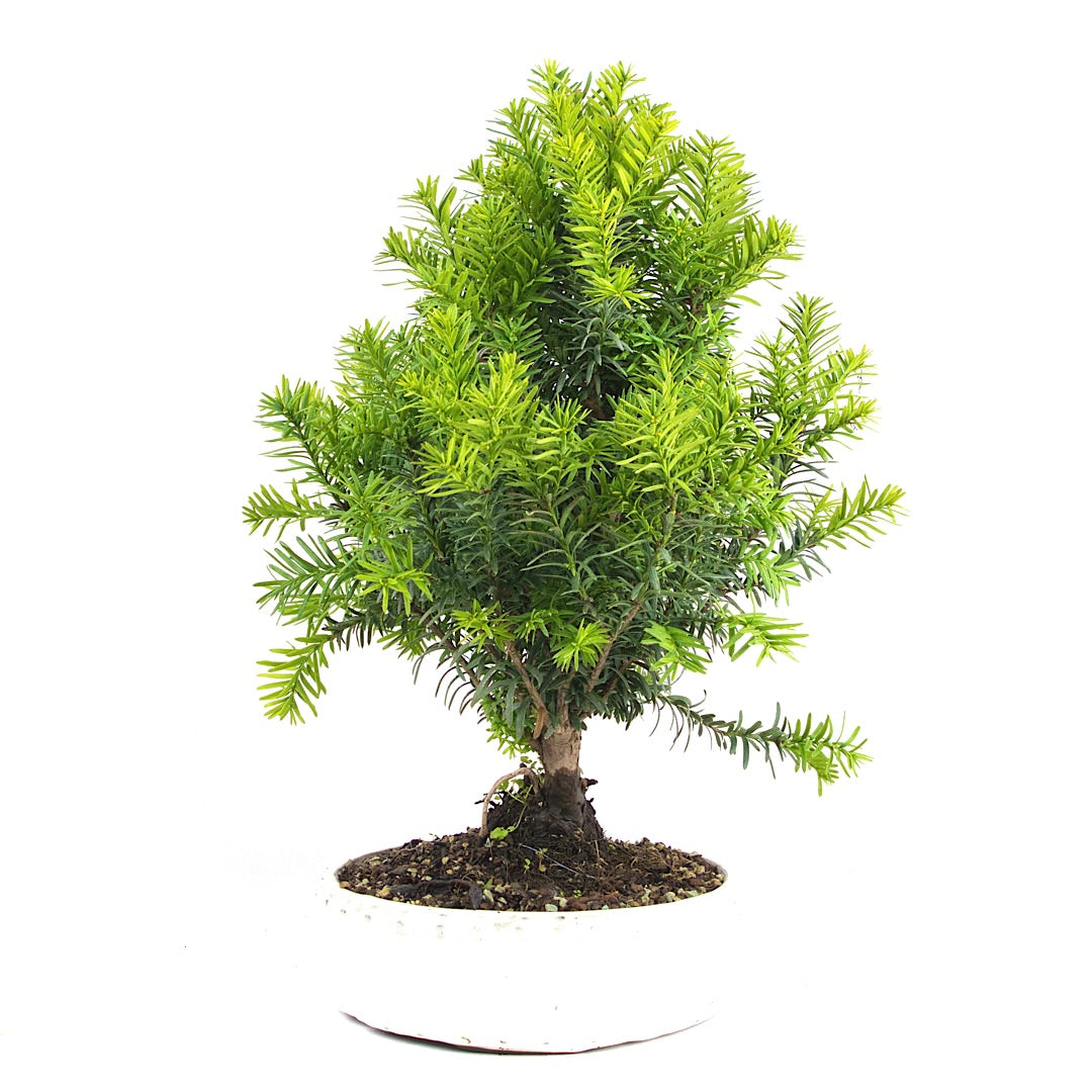 Eibe Hybrid 'Taxus media'