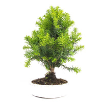 Eibe Hybrid 'Taxus media'
