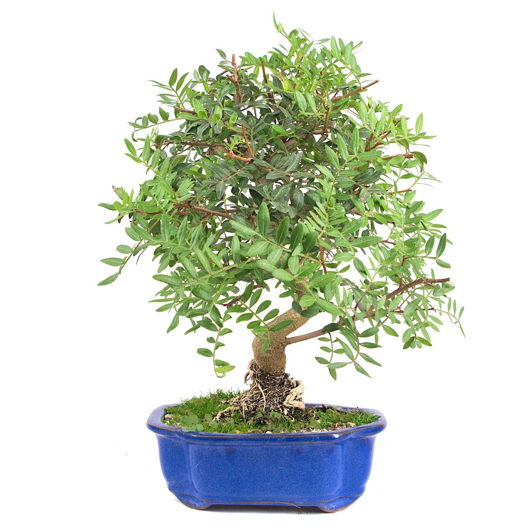 Pistazie 'Pistazie lentiscus'