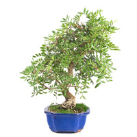 Pistazie 'Pistazie lentiscus'