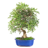 Pistazie 'Pistazie lentiscus'