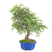 Pistazie 'Pistazie lentiscus'