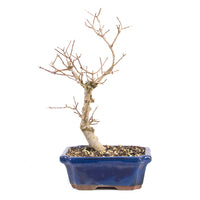 Dreispitz-Ahorn 'Acer buergerianum'