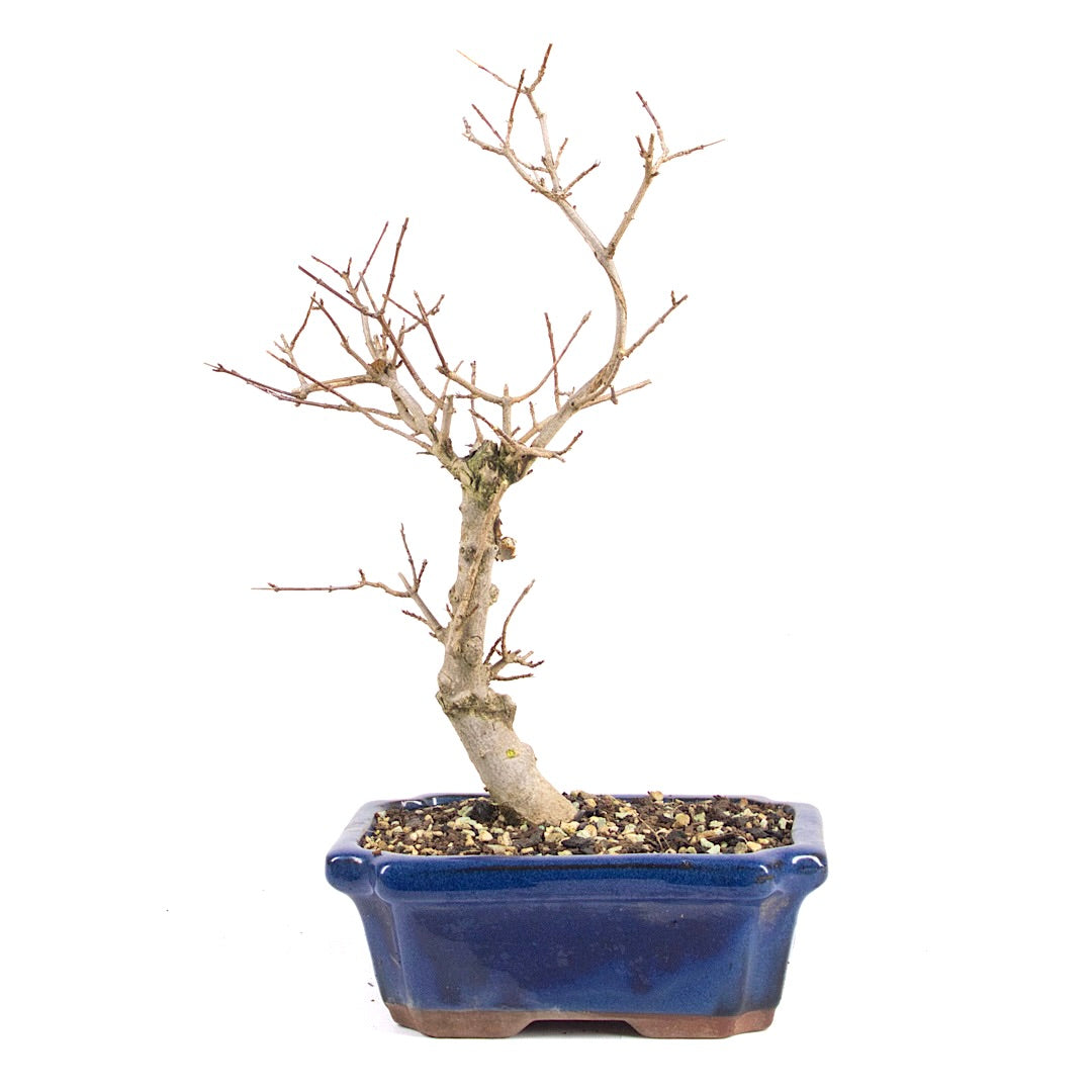 Dreispitz-Ahorn 'Acer buergerianum'