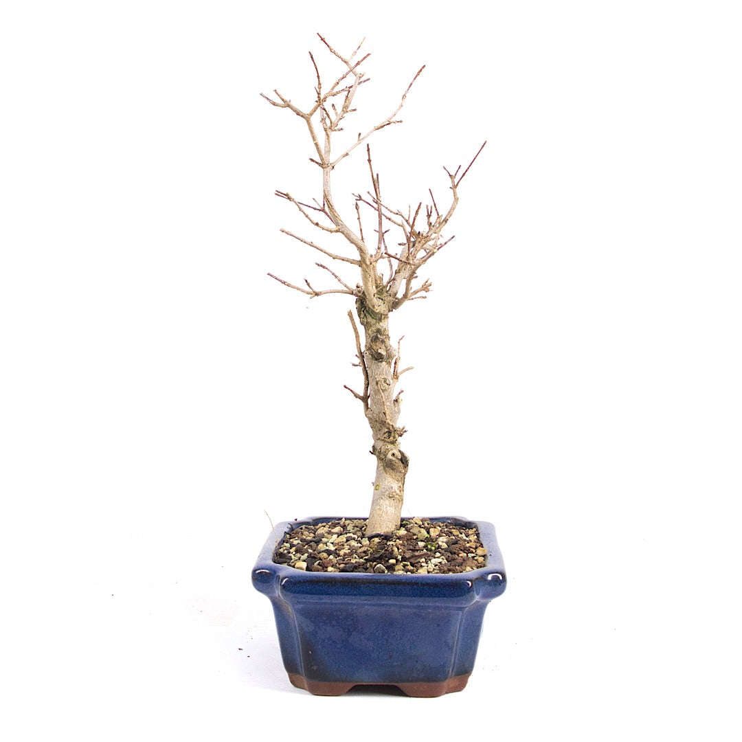 Dreispitz-Ahorn 'Acer buergerianum'