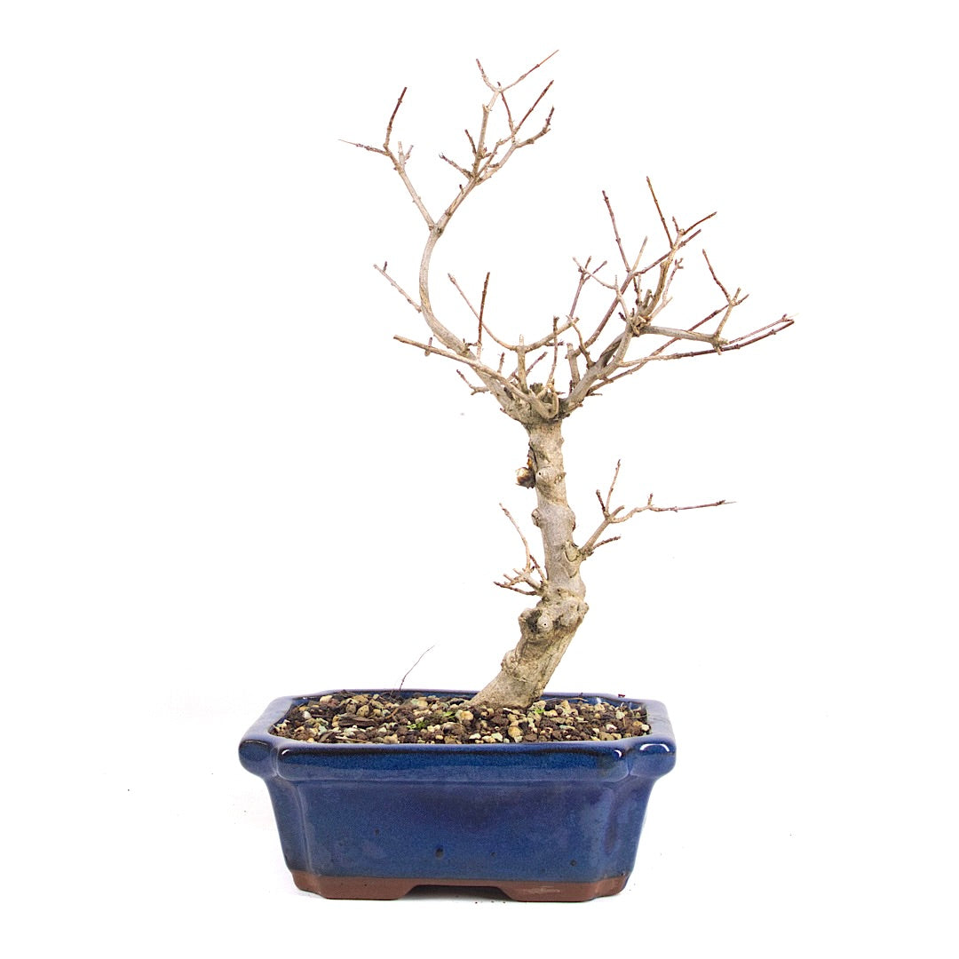 Dreispitz-Ahorn 'Acer buergerianum'