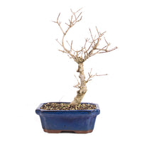 Dreispitz-Ahorn 'Acer buergerianum'