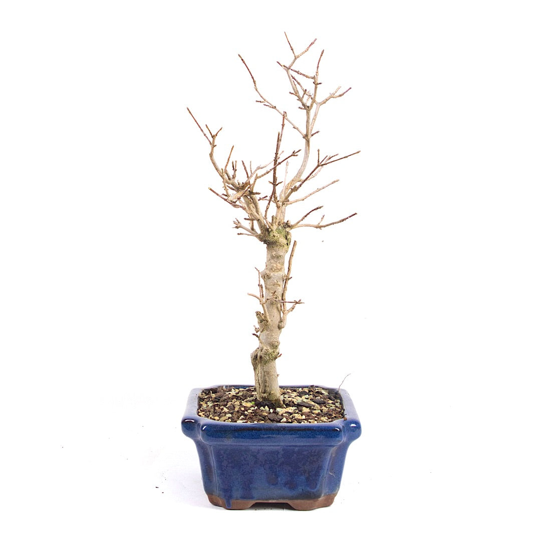 Dreispitz-Ahorn 'Acer buergerianum'