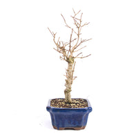 Dreispitz-Ahorn 'Acer buergerianum'
