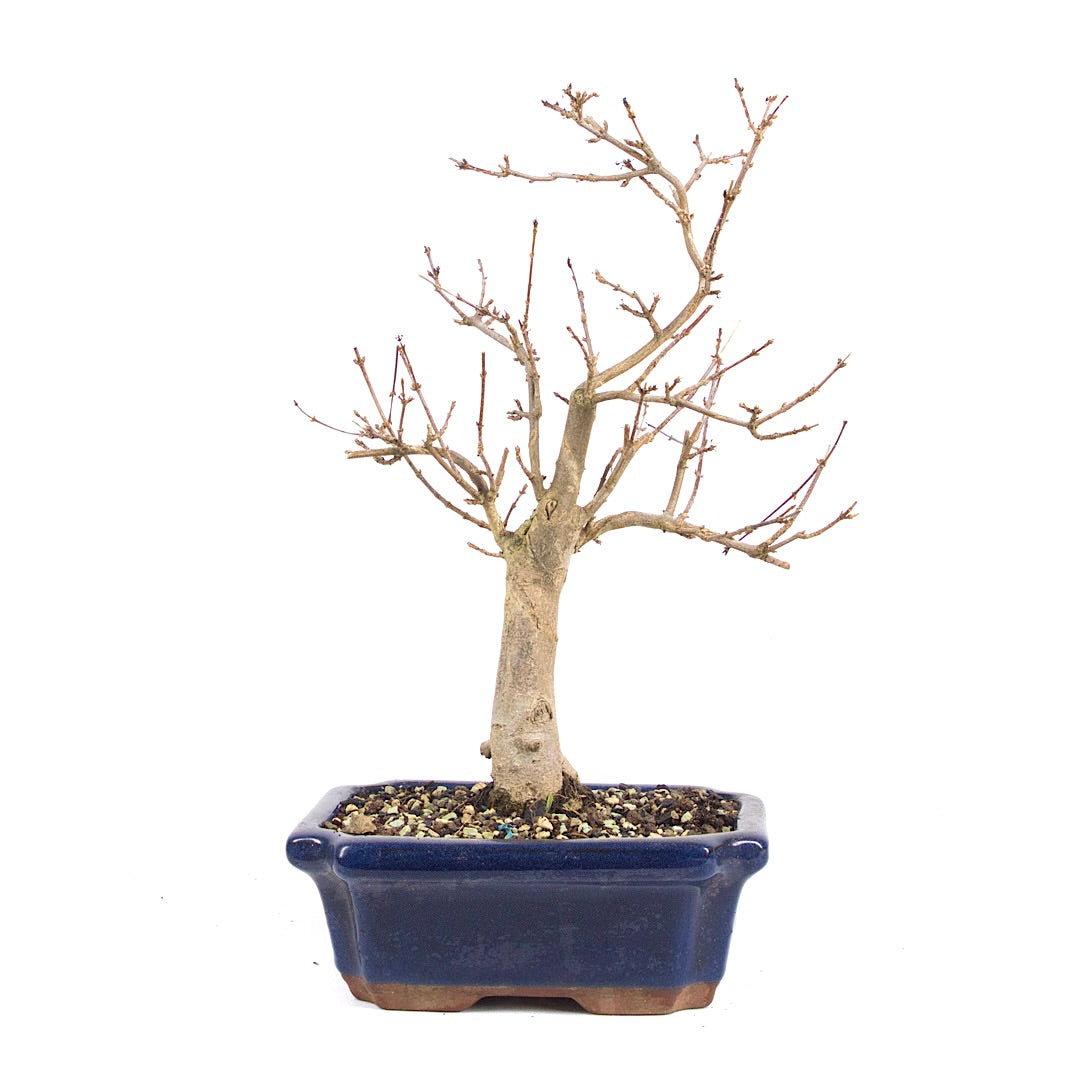 Dreispitz-Ahorn 'Acer buergerianum'