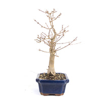 Dreispitz-Ahorn 'Acer buergerianum'