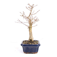 Dreispitz-Ahorn 'Acer buergerianum'