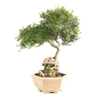 Chinesische Ulme 'Zelkova parvifolia'