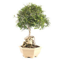 Chinesische Ulme 'Zelkova parvifolia'